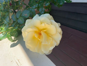 Meet your Posher, Thelma